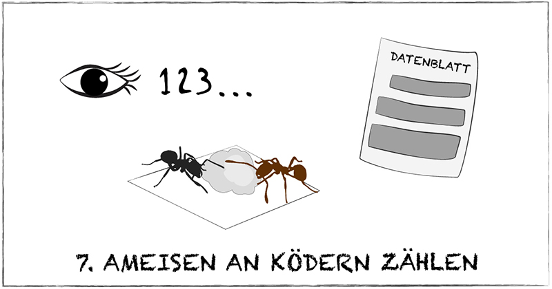 Schritt 7: Ameisen an Ködern zählen  Nach einer Stunde kehre zurück zu deinem Experiment-Standort. Bringe 6 wiederverschließbare Allzweckbeutel/Zip-Lock mit und notiere die Endzeit auf dem Datenblatt. Nähere dich deinem Experiment vorsichtig (damit du keine Ameisen verschreckst!) und – BEVOR du die Karten aufhebst – zähle alle Ameisen, die du siehst. Notiere die Ameisenanzahl an jeder Köderart auf dem Datenblatt (wenn es mehr sind als du zählen kannst, dann schätze!).