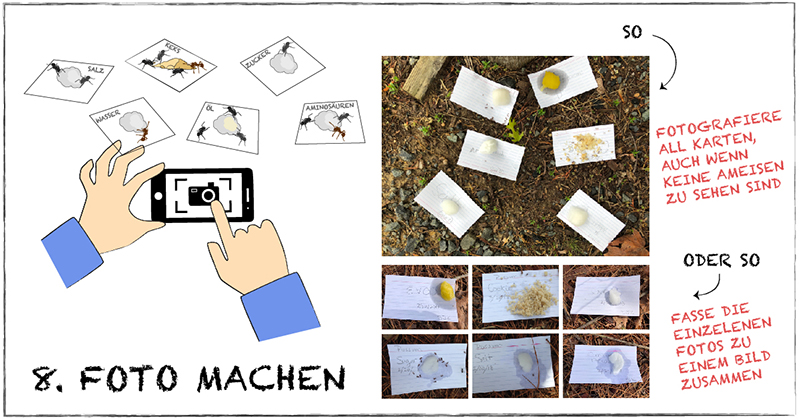 Schritt 8: Foto machen  Mach ein Foto von deinem gesamten Experiment. Die Ameisen an jedem Köder und deine Beschriftungen sollen gut sichtbar sein. Du kannst auch 6 einzelne Fotos von jeder einzelnen Karte machen. Auch wenn du KEINE Ameisen auf den Karten sieht, mach trotzdem ein Foto und achte, darauf, dass ALLE Karten im Foto zu sehen sind.