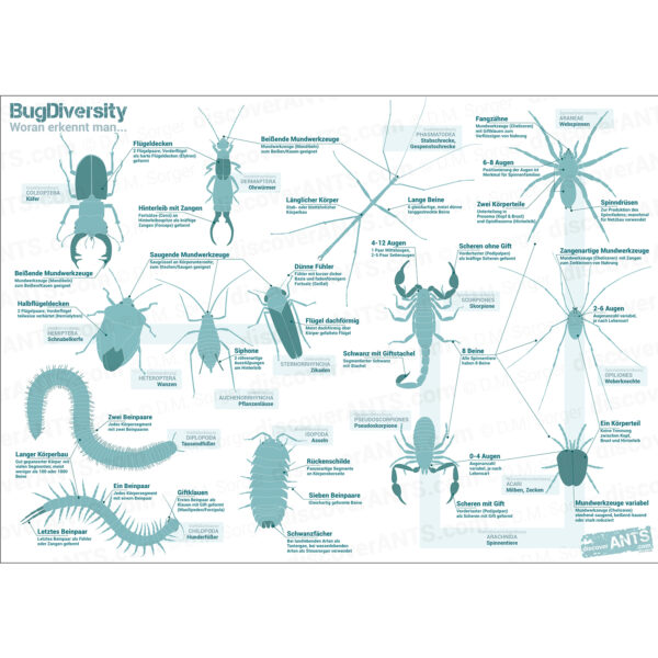 "Bug Diversity" Platzset A3 - Almost-Perfect Edition - Image 2